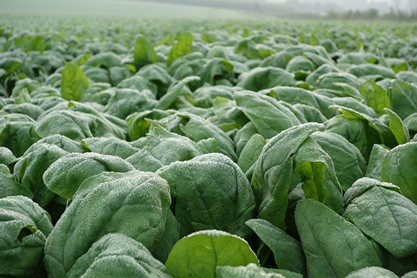 iglo Spinatfeld im Münsterland