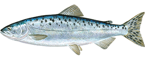 Wildlachs