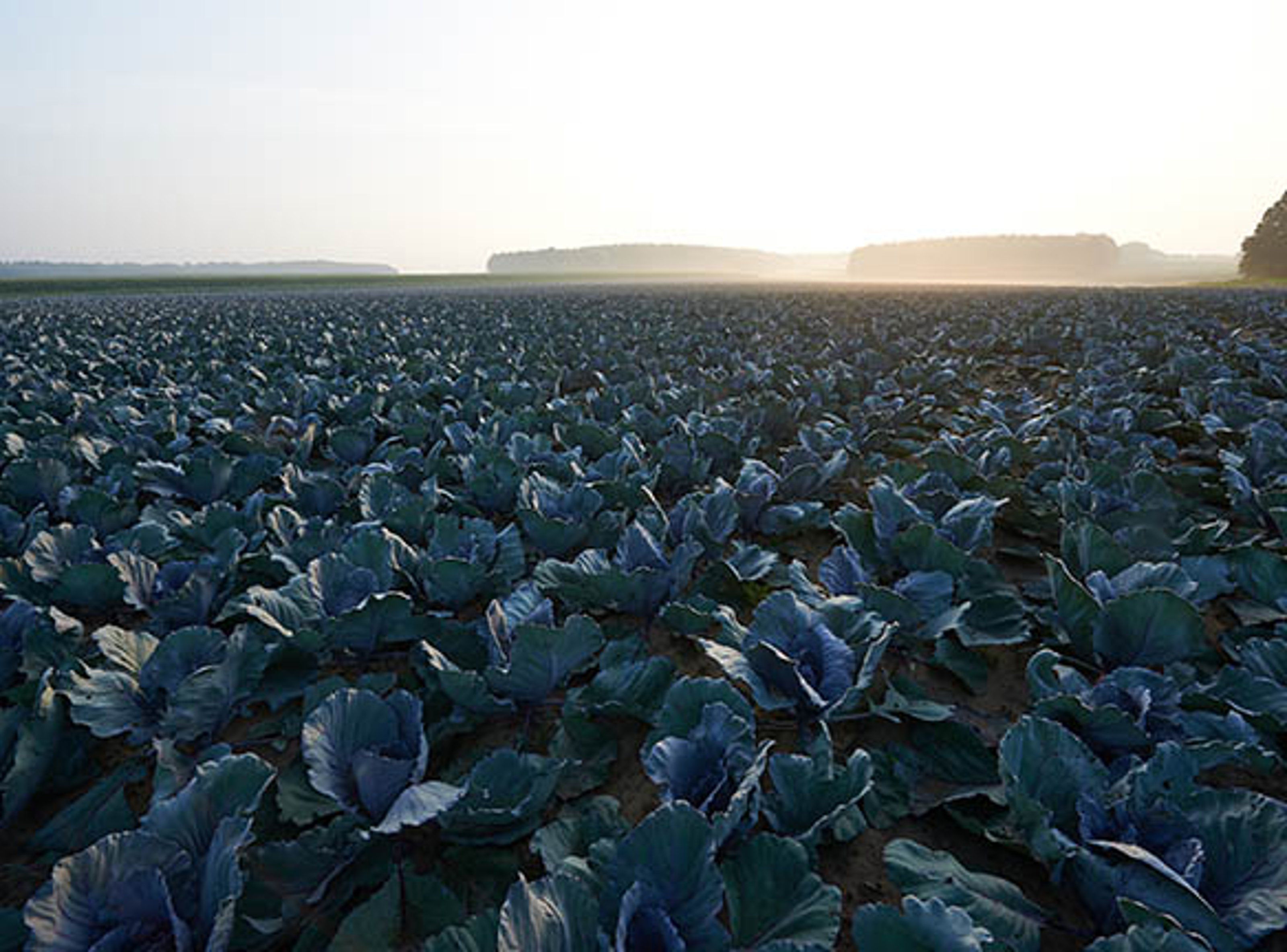 rotkohl-auf-feld.jpg